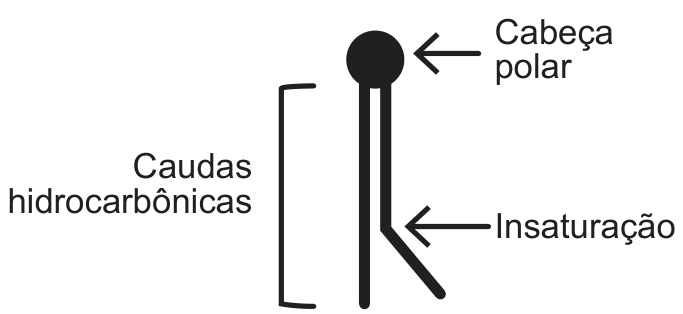 Esquema simplificado da estrutura de um fosfolipídio, indicando a cabeça polar circular e duas caudas hidrocarbônicas paralelas, uma delas apresentando uma dobra correspondente a uma insaturação.