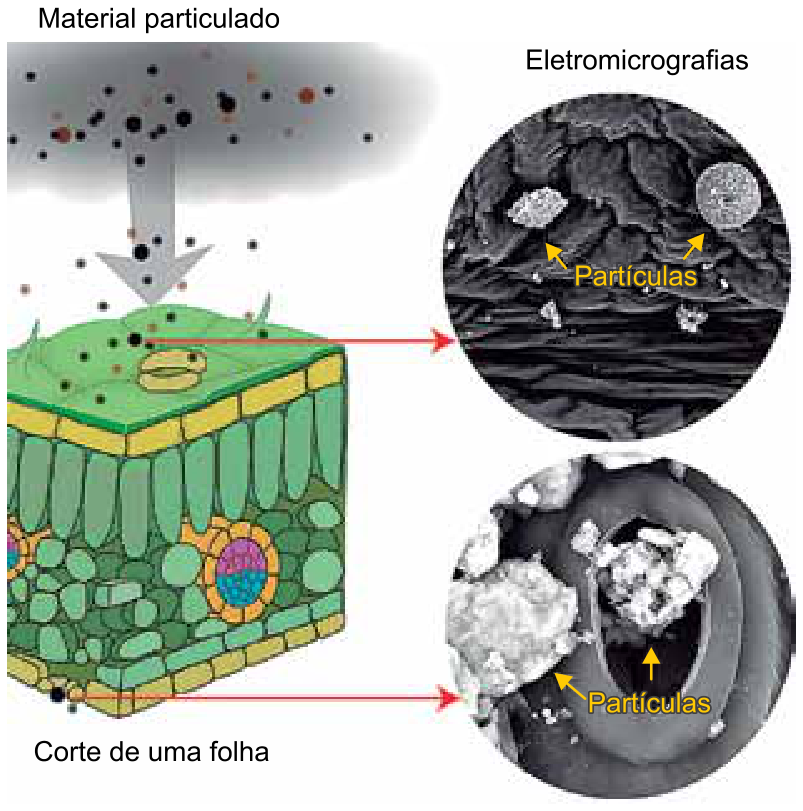 Ilustração em corte tridimensional de uma folha vegetal recebendo deposição de material particulado e, ao lado, duas eletromicrografias indicando a presença de partículas sobre as células da epiderme e no poro de um estômato.