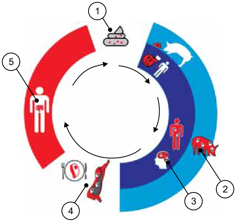 Esquema circular do ciclo biológico de Taenia solium e alvos diagnósticos numerados de 1 a 5. O alvo 1 aponta para fezes; o alvo 2 para a musculatura/carne de um porco; o alvo 3 para a cabeça humana (cérebro/neurocisticercose); o alvo 4 para um pedaço de carne crua ou mal cozida com cisticercos e um prato com talheres; o alvo 5 para o trato digestório/intestino humano. Setas em formato circular indicam o ciclo de transmissão.