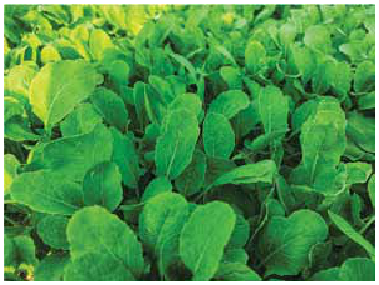 F1 Cultivo de folhas verdes de mostarda