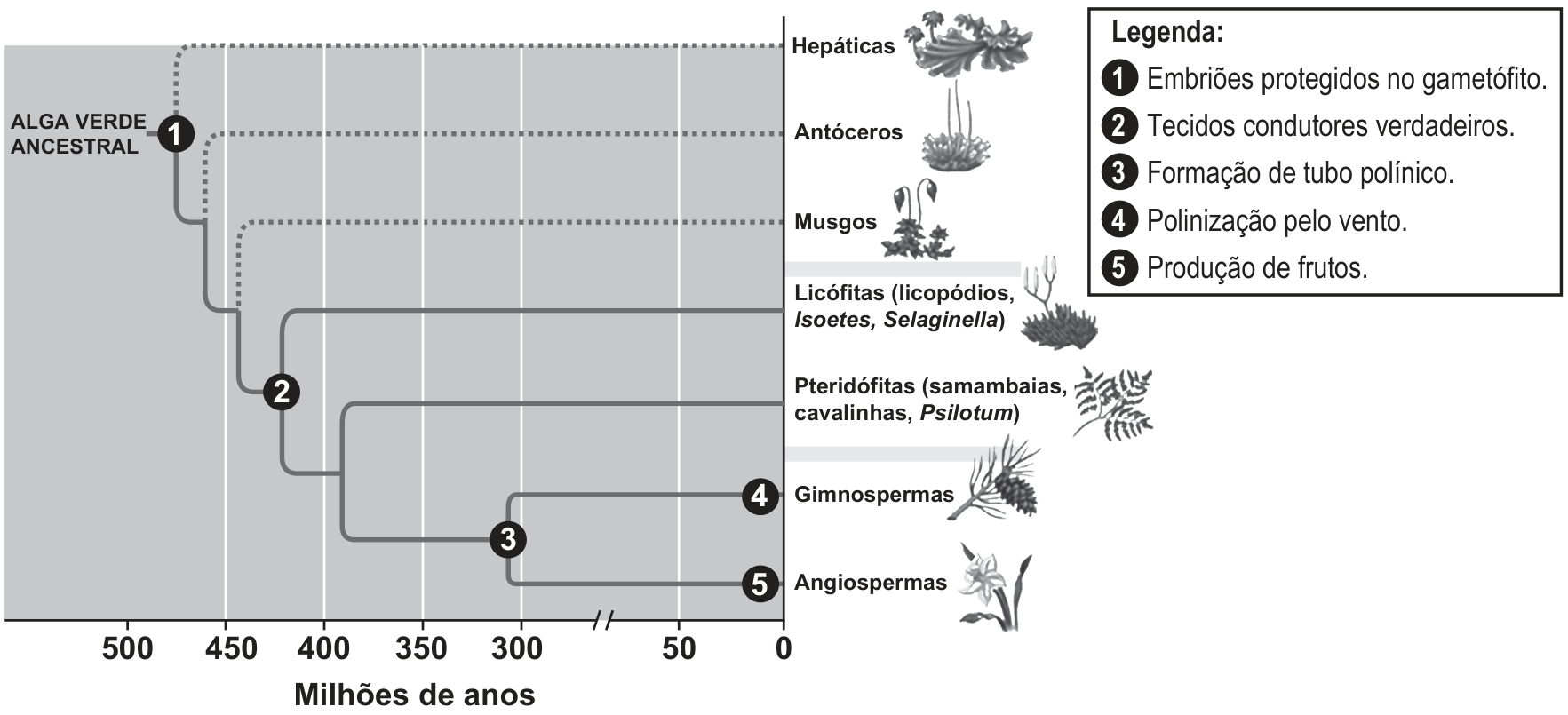 Árvore filogenética das plantas, de uma alga verde ancestral até hoje, com escala de 500 a 0 milhões de anos e ramos que terminam nos grupos Hepáticas, Antóceros, Musgos, Licófitas (licopódios, Isoetes, Selaginella), Pteridófitas (samambaias, cavalinhas, Psilotum), Gimnospermas e Angiospermas, cada um com um desenho representativo. Os números marcam aquisições evolutivas: 1 na base da árvore, junto à alga verde ancestral; 2 no ramo que leva às Licófitas e aos grupos seguintes; 3 no ramo comum às Gimnospermas e Angiospermas; 4 no ramo das Gimnospermas; 5 no ramo das Angiospermas. Legenda: 1, embriões protegidos no gametófito; 2, tecidos condutores verdadeiros; 3, formação de tubo polínico; 4, polinização pelo vento; 5, produção de frutos.