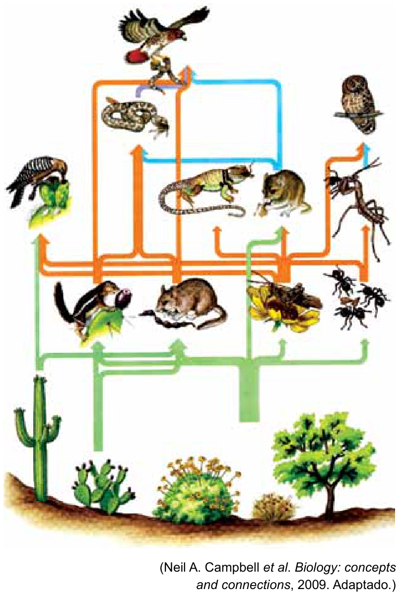 Diagrama de teia alimentar de um ecossistema árido, mostrando produtores na base (cactos e arbustos) conectados por setas verdes, laranjas e azuis a diversos consumidores, como insetos, pequenos mamíferos, répteis, coruja, serpente e gavião.