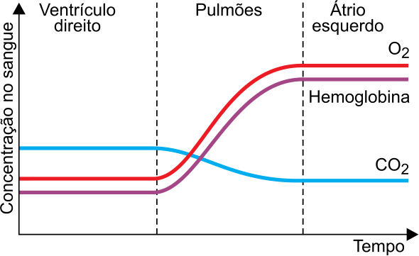 F1 Gráfico de Concentração no sangue em função do Tempo, dividido nas regiões Ventrículo direito, Pulmões e Átrio esquerdo. As curvas de O₂ e hemoglobina partem de valores baixos e aumentam na região dos pulmões, estabilizando-se em níveis altos no átrio esquerdo; a curva de CO₂ parte de um valor intermediário e diminui na região dos pulmões, estabilizando-se em nível baixo.