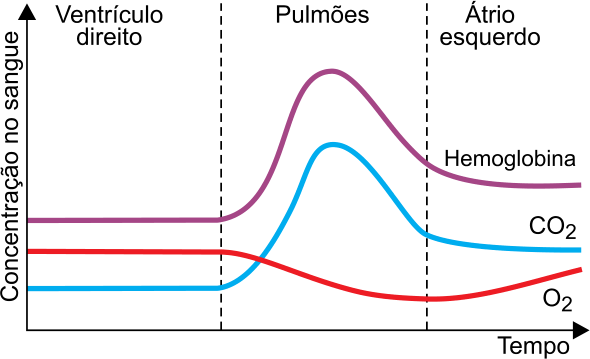 F2 Gráfico de Concentração no sangue em função do Tempo, dividido nas regiões Ventrículo direito, Pulmões e Átrio esquerdo. As curvas de Hemoglobina e CO₂ apresentam um pico acentuado na região dos pulmões; a curva de O₂ diminui na região dos pulmões e volta a subir ligeiramente no átrio esquerdo.