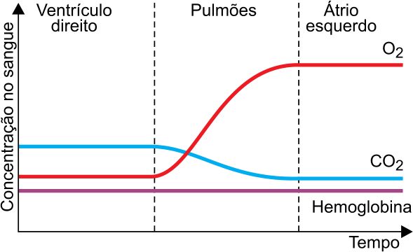 F3 Gráfico de Concentração no sangue em função do Tempo, dividido nas regiões Ventrículo direito, Pulmões e Átrio esquerdo. A curva de O₂ parte de um nível baixo e sobe na região dos pulmões, estabilizando-se em nível alto; a curva de CO₂ parte de um nível intermediário e cai na região dos pulmões, estabilizando-se em nível mais baixo; a curva de Hemoglobina permanece constante em linha reta ao longo de todo o tempo.