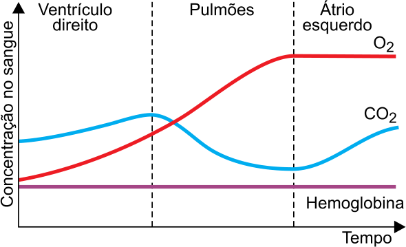 F4 Gráfico de Concentração no sangue em função do Tempo, dividido nas regiões Ventrículo direito, Pulmões e Átrio esquerdo. A curva de O₂ sobe gradualmente desde o ventrículo direito até o início do átrio esquerdo, onde se estabiliza; a curva de CO₂ sobe, atinge pico na entrada dos pulmões, desce até o início do átrio esquerdo e volta a subir; a curva de Hemoglobina permanece constante em linha reta.