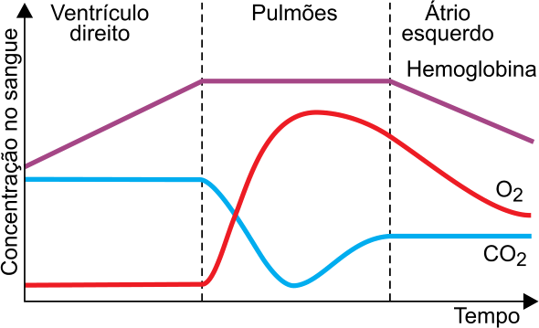 F5 Gráfico de Concentração no sangue em função do Tempo, dividido nas regiões Ventrículo direito, Pulmões e Átrio esquerdo. A curva de Hemoglobina sobe no ventrículo direito, mantém-se constante nos pulmões e decai no átrio esquerdo; a curva de O₂ parte de nível baixo, atinge pico nos pulmões e decai no átrio esquerdo; a curva de CO₂ tem um vale acentuado nos pulmões e volta a subir no átrio esquerdo.