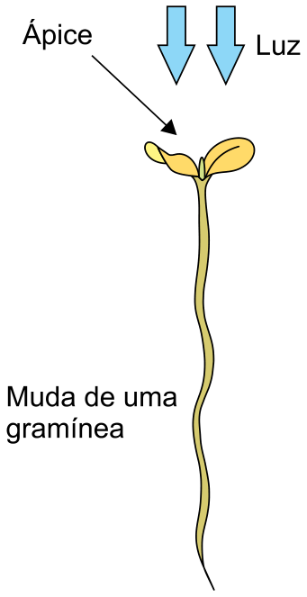 Muda de gramínea crescendo verticalmente sob luz incidindo por cima, com indicação do ápice.