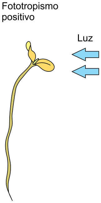 Muda de gramínea curvando-se em direção à luz lateral que incide pela direita, exemplificando o fototropismo positivo.