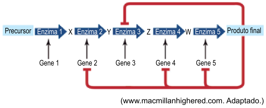 Esquema de uma via metabólica mostrando uma cadeia de reações: Precursor transformado em X pela Enzima 1 (expressa pelo Gene 1); X transformado em Y pela Enzima 2 (Gene 2); Y transformado em Z pela Enzima 3 (Gene 3); Z transformado em W pela Enzima 4 (Gene 4); W transformado em Produto final pela Enzima 5 (Gene 5). Do Produto final parte uma linha vermelha inibitória (com terminação em barra) para a Enzima 3 e para os Genes 2, 4 e 5.
