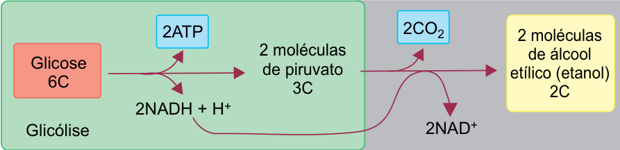 Esquema de metabolismo energético: à esquerda, uma área verde identificada como Glicólise mostra Glicose 6C sendo convertida em 2 moléculas de piruvato 3C, com produção de 2ATP e 2NADH + H⁺. À direita, em uma área cinza, o piruvato é convertido em 2 moléculas de álcool etílico (etanol) 2C, com liberação de 2CO₂. Uma seta curva liga o 2NADH + H⁺ à etapa de formação do álcool, resultando em 2NAD⁺.