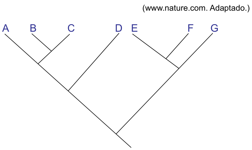 Cladograma ramificado representando os táxons A, B, C, D, E, F e G. A partir do nó basal, há dois ramos principais: o ramo à esquerda origina D e, mais adiante, A e o par irmão B e C; o ramo à direita origina G e o par irmão E e F.