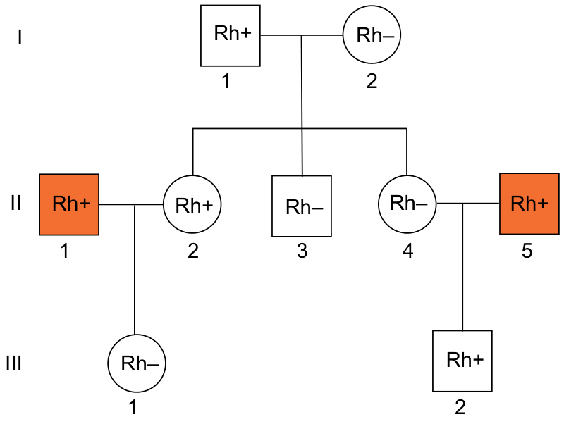 Heredograma com três gerações mostrando o fator Rh dos indivíduos. Na primeira geração, I-1 (Rh+) cruza com I-2 (Rh-), gerando II-2 (Rh+), II-3 (Rh-) e II-4 (Rh-). II-1 (homem destacado, Rh+) casa-se com II-2 (mulher, Rh+), gerando III-1 (mulher, Rh-). II-4 (mulher, Rh-) casa-se com II-5 (homem destacado, Rh+), gerando III-2 (homem, Rh+).