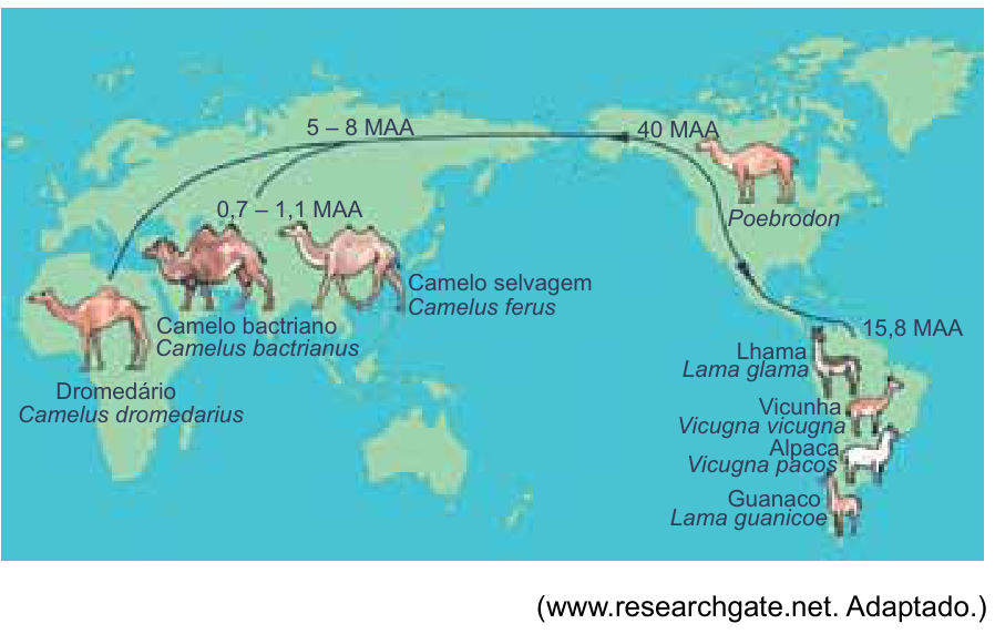Mapa-múndi ilustrando a rota evolutiva e de dispersão dos camelídeos a partir do ancestral Poebrodon na América do Norte há 40 MAA, migrando para a Eurásia (5 – 8 MAA) e diversificando-se em camelo selvagem, camelo bactriano e dromedário, e para a América do Sul (15,8 MAA), diversificando-se em lhama, vicunha, alpaca e guanaco.