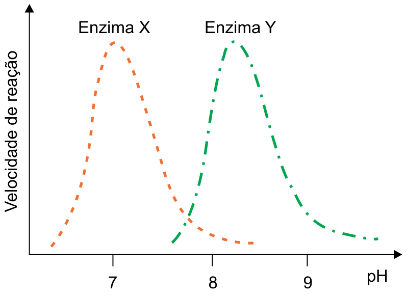 Gráfico da velocidade de reação em função do pH para duas enzimas: a Enzima X (linha pontilhada laranja) possui pico ótimo em pH 7, e a Enzima Y (linha traço-ponto verde) possui pico ótimo em pH ligeiramente acima de 8.