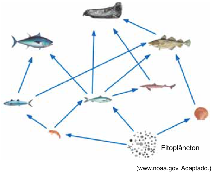Teia alimentar marinha com ilustrações de organismos marinhos interligados por setas que partem do fitoplâncton na base inferior direita em direção a crustáceos, moluscos e peixes, até predadores de topo, como atum, bacalhau e foca.