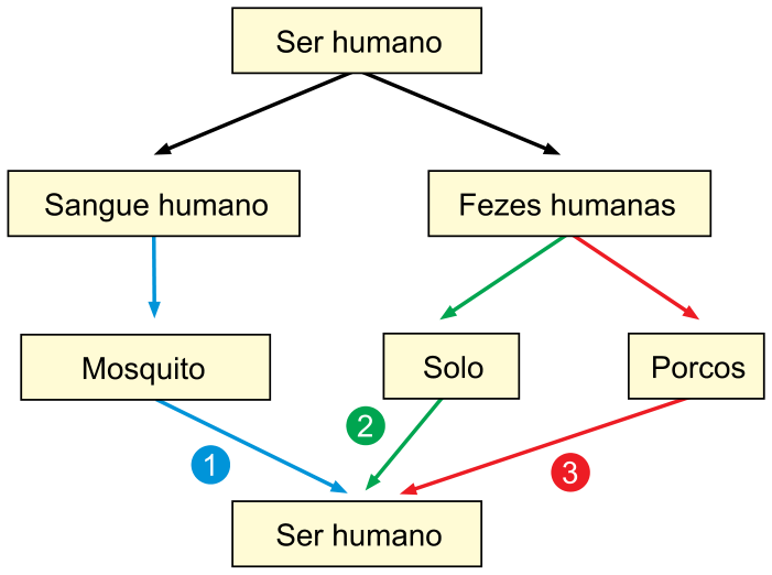 Esquema ilustrando vias de propagação: a partir do "Ser humano", derivam-se "Sangue humano" e "Fezes humanas". Do sangue, uma seta vai para "Mosquito", que transmite de volta ao "Ser humano" (via 1). Das fezes humanas, uma seta vai para "Solo", que transmite ao "Ser humano" (via 2), e outra vai para "Porcos", que transmite ao "Ser humano" (via 3).