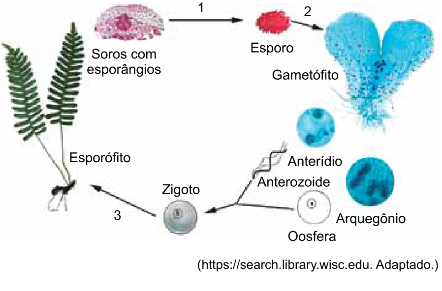 Esquema do ciclo reprodutivo de uma pteridófita: o esporófito com folhas e raízes possui soros com esporângios, que por meio da etapa 1 originam o esporo; o esporo, por meio da etapa 2, desenvolve-se no gametófito cordiforme; o gametófito produz anterídio (que origina anterozoides) e arquegônio (que abriga a oosfera); a fecundação forma o zigoto, que pela etapa 3 se desenvolve em um novo esporófito.