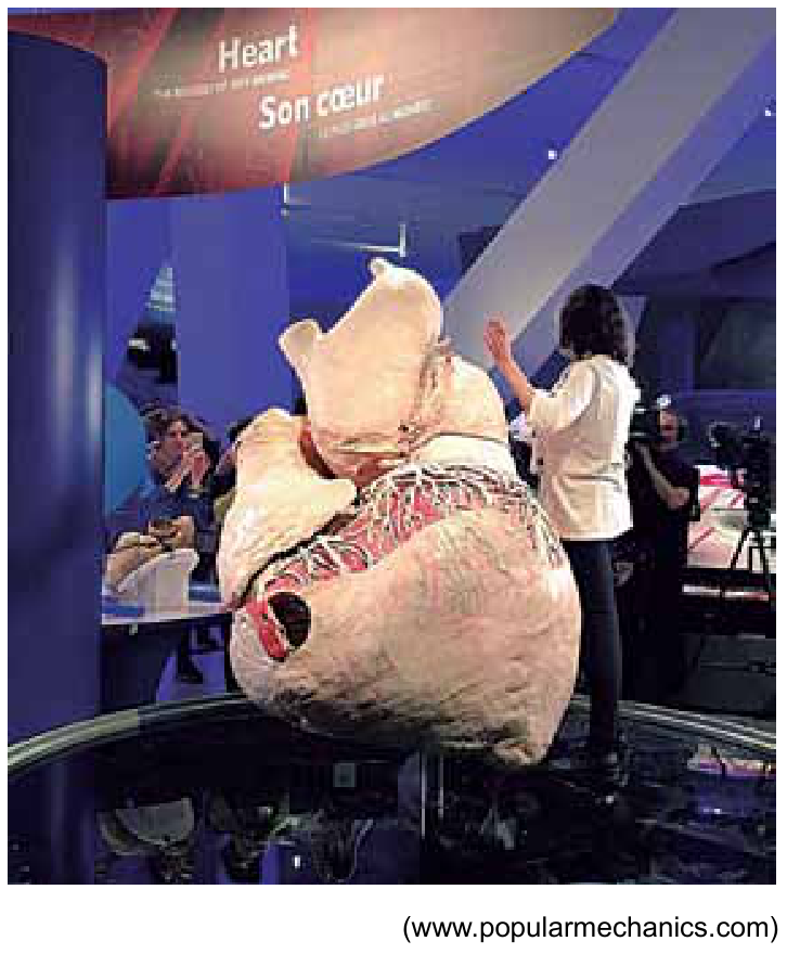 Coração de uma baleia azul em exibição em museu, sustentado por estrutura metálica, com uma pessoa em pé ao lado evidenciando sua grande dimensão.
