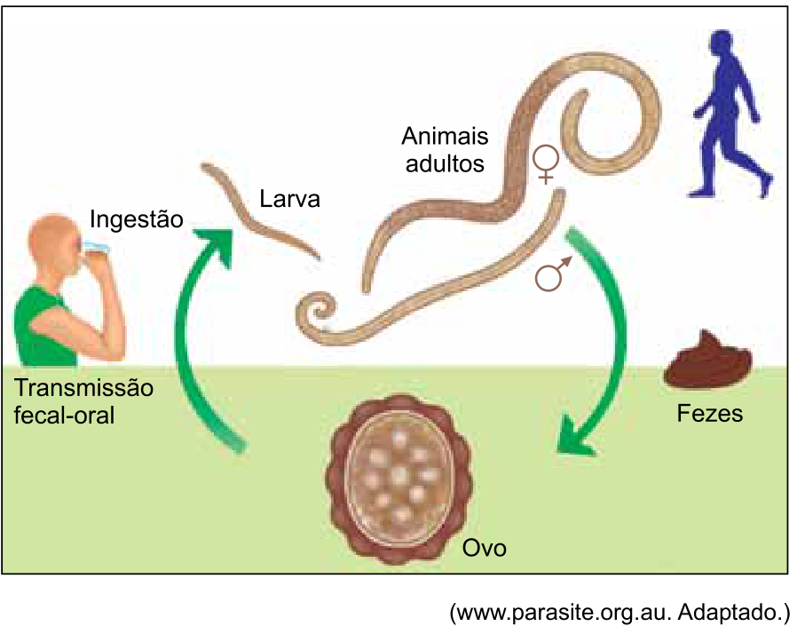 Esquema do ciclo de vida de um helminto, indicando transmissão fecal-oral por ingestão, larva, animais adultos fêmea e macho, e ovo eliminado nas fezes.