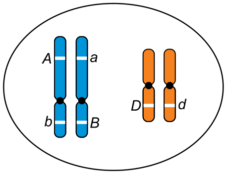 Núcleo celular com dois pares de cromossomos homólogos duplicados: o primeiro par (azul) apresenta os genes A e b em um cromossomo e a e B no outro; o segundo par (laranja) apresenta os genes D em um cromossomo e d no outro.