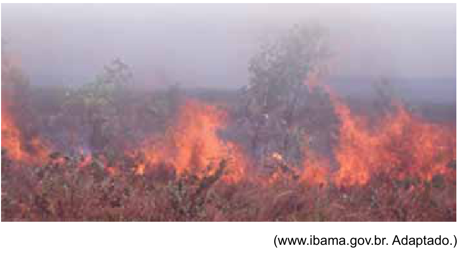 Fotografia de um incêndio florestal com chamas alaranjadas consumindo vegetação rasteira e arbustos sob densa fumaça acinzentada