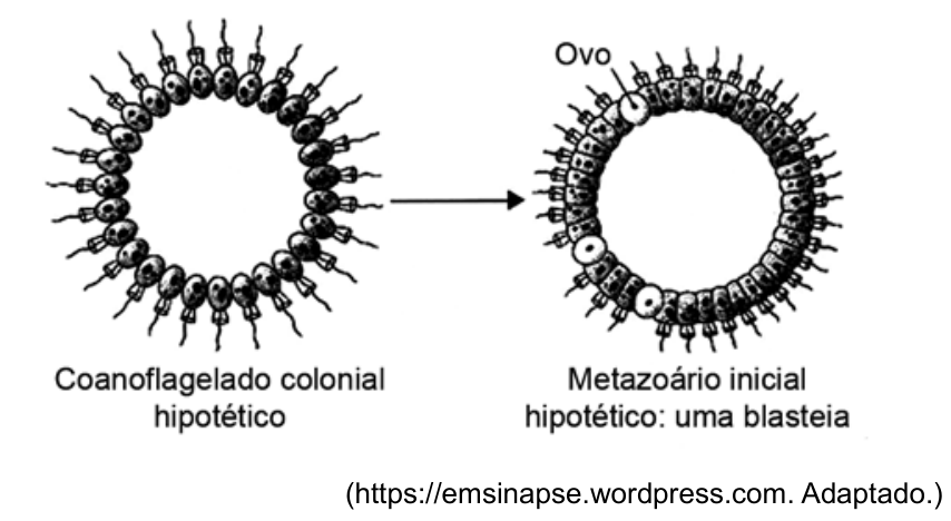 Esquema ilustrando a hipótese colonial da evolução dos animais, mostrando à esquerda o "Coanoflagelado colonial hipotético", formado por uma esfera oca de células flageladas, com uma seta apontando à direita para o "Metazoário inicial hipotético: uma blasteia", na qual há células somáticas e células reprodutivas indicadas como "Ovo".