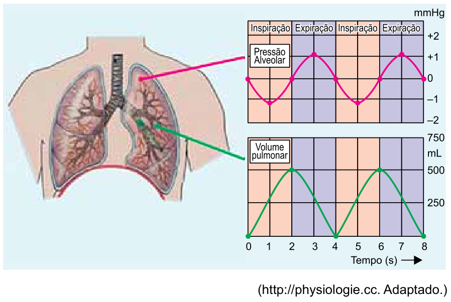 Ilustração esquemática do sistema respiratório conectada a dois gráficos alinhados verticalmente ao longo do tempo de 0 a 8 segundos, divididos nas fases de Inspiração e Expiração. O gráfico superior mostra a Pressão Alveolar em mmHg (variando de -2 a +2), e o gráfico inferior mostra o Volume pulmonar em mL (variando de 0 a 750).