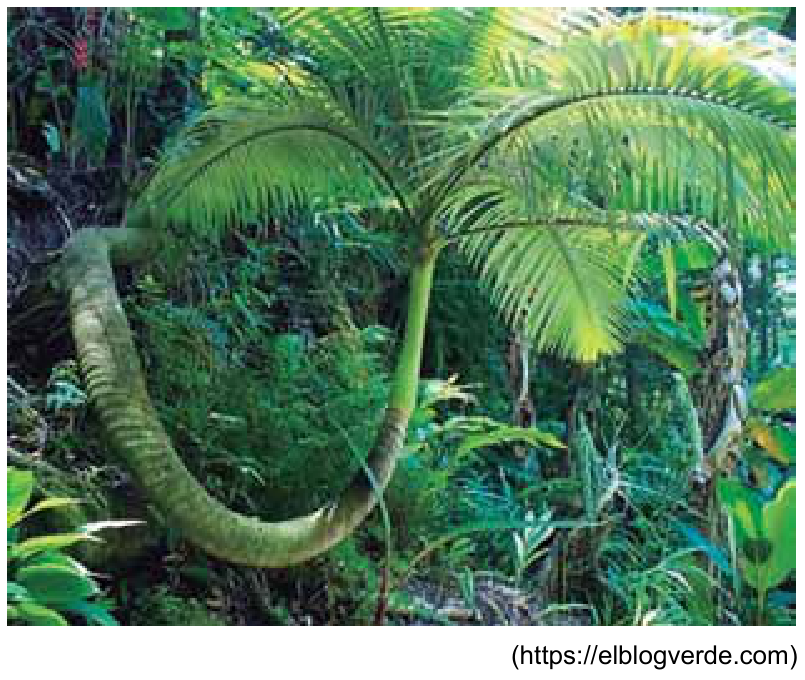 Palmeira em meio à vegetação cujo tronco se curva em formato de U próximo ao solo antes de voltar a crescer para cima