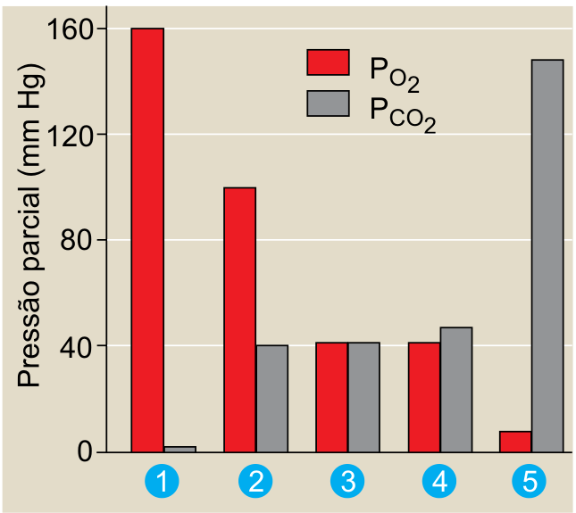 Gráfico de barras agrupadas com cinco grupos, numerados de 1 a 5. O eixo vertical, identificado como “Pressão parcial (mm Hg)”, apresenta valores de 0 a 160, com marcações em 0, 40, 80, 120 e 160. A legenda identifica as barras vermelhas como  e as cinzas como . As pressões aproximadas de oxigênio e gás carbônico, respectivamente, em mm Hg, são: grupo 1, 160 e 2; grupo 2, 100 e 40; grupo 3, 41 e 41; grupo 4, 41 e 47; grupo 5, 8 e 148.