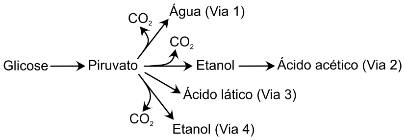 Esquema de vias metabólicas a partir da glicose: Glicose se transforma em Piruvato, que pode seguir quatro caminhos: Via 1 liberando CO2 e formando Água; Via 2 liberando CO2, formando Etanol e depois Ácido acético; Via 3 formando Ácido lático; e Via 4 liberando CO2 e formando Etanol.