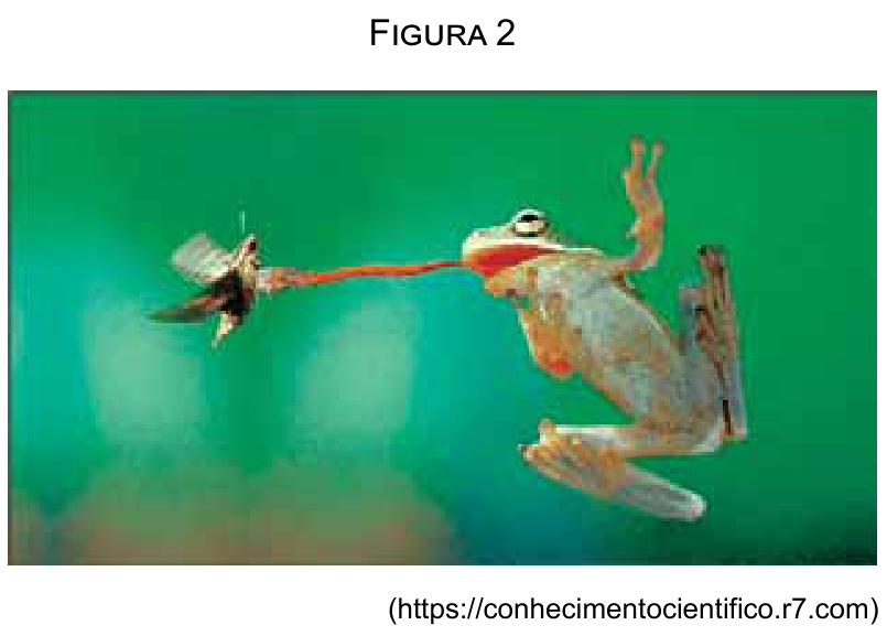 Figura 2: Perereca projetando sua língua em pleno ar para capturar um inseto voador.