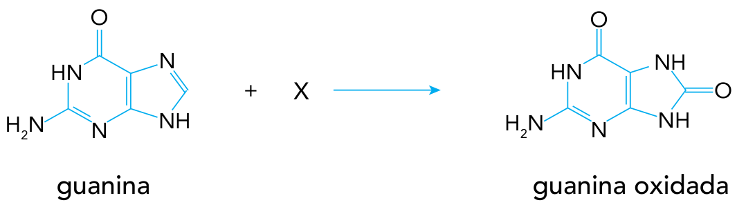 Equação química da oxidação da guanina: guanina + X reagem para formar a guanina oxidada.