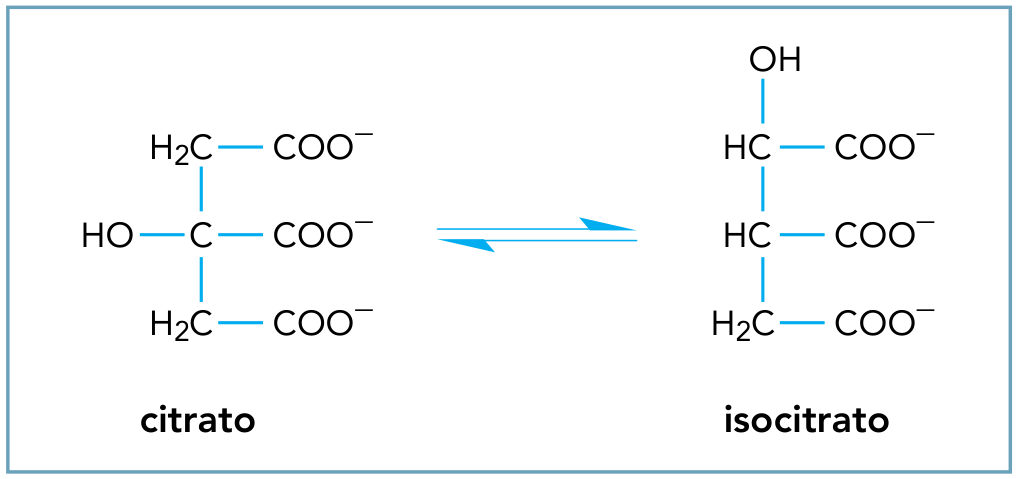 Equação química em equilíbrio mostrando a conversão de citrato em isocitrato. À esquerda, a fórmula estrutural do citrato apresenta uma cadeia carbônica com três átomos de carbono ligados entre si verticalmente: o superior é H2C ligado a COO^-, o do meio é C ligado a OH e COO^-, e o inferior é H2C ligado a COO^-. Setas reversíveis indicam a reação em equilíbrio com o isocitrato, à direita, no qual o carbono superior é HC ligado a OH e COO^-, o intermediário é HC ligado a COO^-, e o inferior é H2C ligado a COO^-.