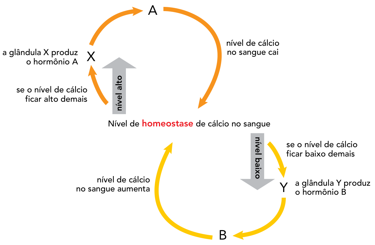 Esquema da regulação do cálcio no sangue humano a partir do nível de homeostase: quando o nível está alto demais, a glândula X produz o hormônio A e o nível de cálcio cai de volta à homeostase; quando o nível está baixo demais, a glândula Y produz o hormônio B e o nível de cálcio aumenta de volta à homeostase.