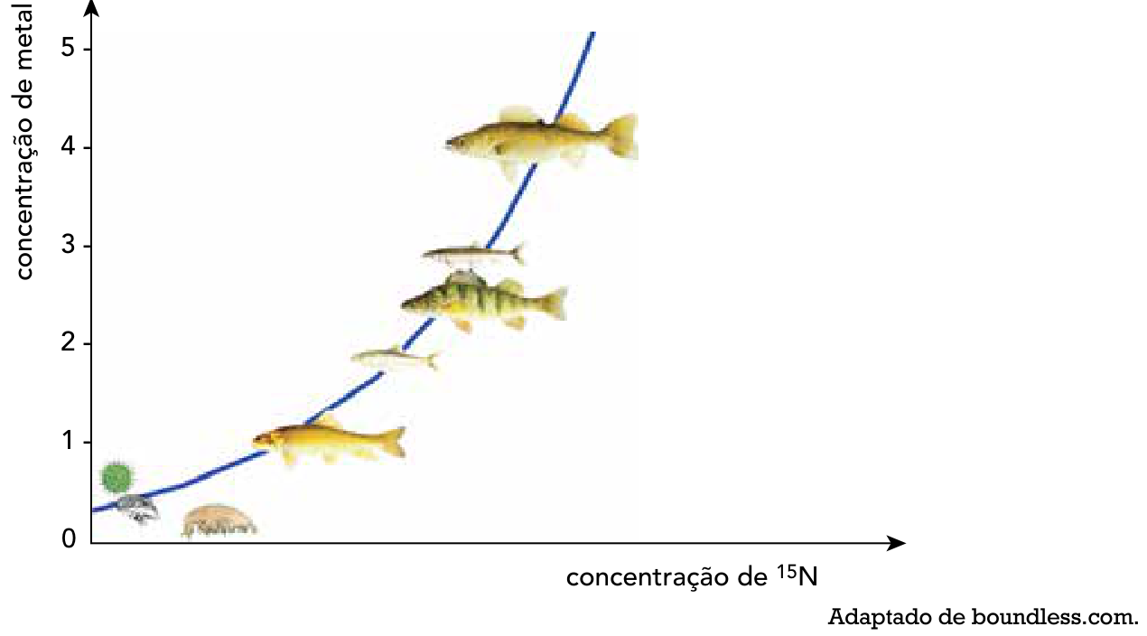 Gráfico cartesiano que relaciona a concentração de metal pesado no eixo vertical (com valores de 0 a 5) à concentração de 15N no eixo horizontal. Ao longo de uma curva exponencial crescente, encontram-se representados organismos de diferentes níveis tróficos de um lago: organismos microscópicos e pequenos invertebrados na base, seguidos de peixes de pequeno porte, e peixes predadores maiores no topo.