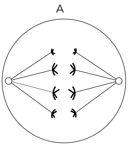 Esquema A mostrando uma célula em divisão com quatro cromossomos duplicados sendo puxados para cada um dos polos opostos.