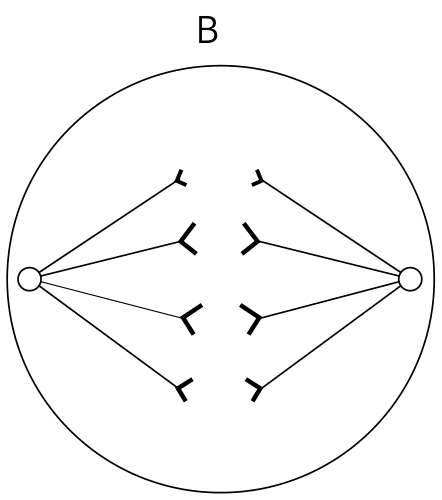 Esquema B mostrando uma célula em divisão com quatro cromátides-irmãs simples sendo puxadas para cada um dos polos opostos.