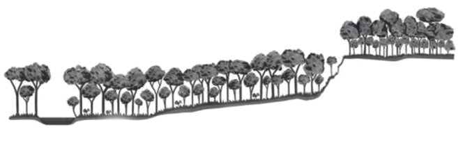 F3 Perfil lateral de uma área com árvores, mostrando terreno levemente inclinado que sobe abruptamente até um patamar mais alto também arborizado.