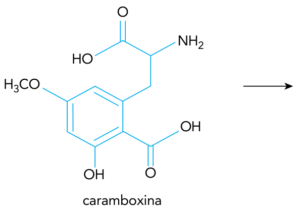 Fórmula estrutural da caramboxina com anel aromático e cadeias funcionais, seguida de seta de reação indicando a transformação