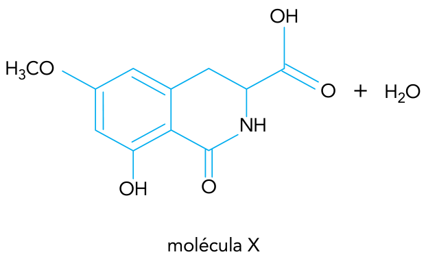 Fórmula estrutural do produto cíclico (molécula X) e liberação de uma molécula de água (+ H2O)