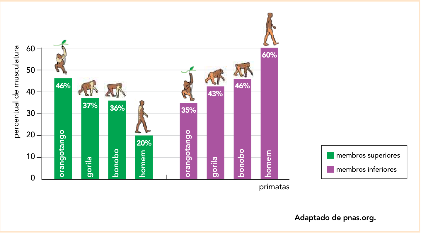 Gráfico de barras com eixo vertical intitulado “percentual de musculatura”, graduado de 0 a 60, de 10 em 10, e eixo horizontal intitulado “primatas”. As barras verdes representam os membros superiores: orangotango, 46%; gorila, 37%; bonobo, 36%; homem, 20%. As barras roxas representam os membros inferiores: orangotango, 35%; gorila, 43%; bonobo, 46%; homem, 60%. Acima das barras, ilustrações mostram o orangotango pendurado em um galho, o gorila e o bonobo apoiados nos quatro membros e o homem caminhando ereto. À direita, a legenda identifica “membros superiores” em verde e “membros inferiores” em roxo. No canto inferior direito, o crédito “Adaptado de pnas.org.”.
