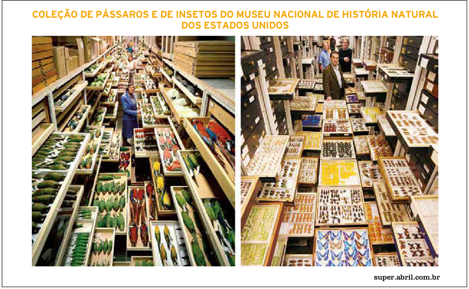 Coleção de pássaros e de insetos do Museu Nacional de História Natural dos Estados Unidos