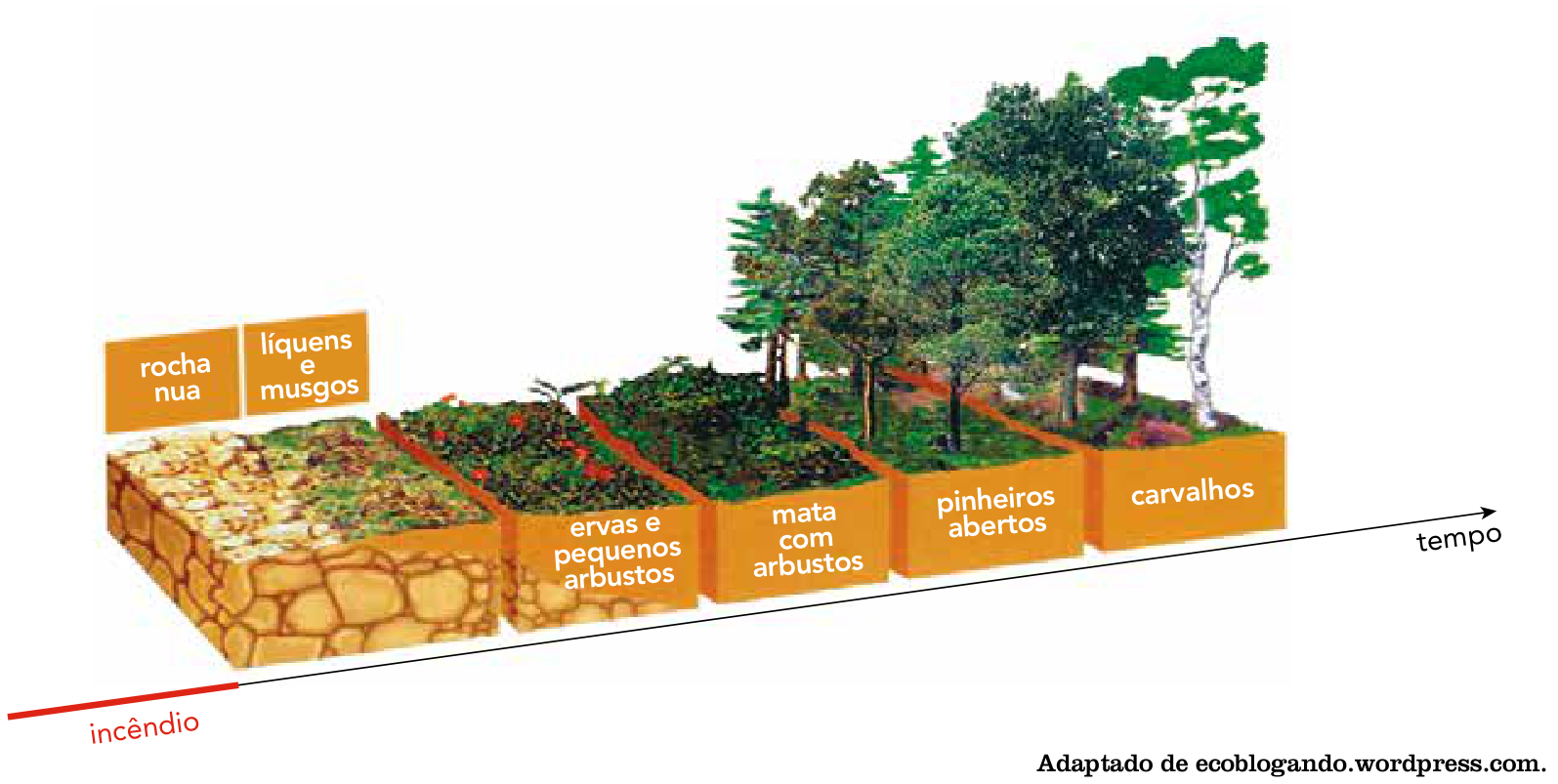Esquema mostrando o desenvolvimento da vegetação ao longo do tempo após um incêndio: inicia-se com rocha nua, seguida de líquens e musgos, ervas e pequenos arbustos, mata com arbustos, pinheiros abertos e carvalhos.