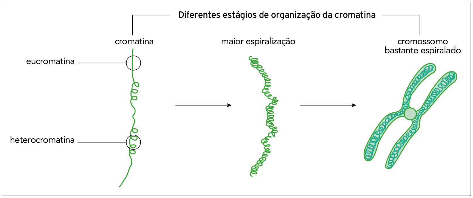 Diferentes estágios de organização da cromatina: mostra a transição de um filamento de cromatina (com regiões de eucromatina e heterocromatina) passando por maior espiralização até formar um cromossomo duplicado bastante espiralado.