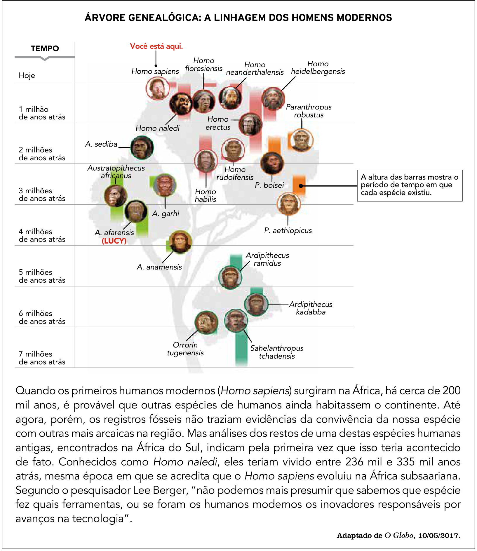 ÁRVORE GENEALÓGICA: A LINHAGEM DOS HOMENS MODERNOS. Infográfico com uma árvore ao fundo, retratos de hominíneos e barras verticais coloridas. À esquerda, a escala TEMPO apresenta: Hoje; 1 milhão de anos atrás; 2 milhões de anos atrás; 3 milhões de anos atrás; 4 milhões de anos atrás; 5 milhões de anos atrás; 6 milhões de anos atrás; 7 milhões de anos atrás. Os retratos estão identificados como Homo sapiens, Homo floresiensis, Homo neanderthalensis, Homo heidelbergensis, Homo naledi, Homo erectus, Paranthropus robustus, A. sediba, Australopithecus africanus, Homo rudolfensis, Homo habilis, P. boisei, A. garhi, P. aethiopicus, A. afarensis (LUCY), A. anamensis, Ardipithecus ramidus, Ardipithecus kadabba, Orrorin tugenensis e Sahelanthropus tchadensis. A indicação “Você está aqui.” aponta para Homo sapiens. Uma caixa informa: “A altura das barras mostra o período de tempo em que cada espécie existiu.” Abaixo do gráfico, lê-se: Quando os primeiros humanos modernos (Homo sapiens) surgiram na África, há cerca de 200 mil anos, é provável que outras espécies de humanos ainda habitassem o continente. Até agora, porém, os registros fósseis não traziam evidências da convivência da nossa espécie com outras mais arcaicas na região. Mas análises dos restos de uma destas espécies humanas antigas, encontrados na África do Sul, indicam pela primeira vez que isso teria acontecido de fato. Conhecidos como Homo naledi, eles teriam vivido entre 236 mil e 335 mil anos atrás, mesma época em que se acredita que o Homo sapiens evoluiu na África subsaariana. Segundo o pesquisador Lee Berger, “não podemos mais presumir que sabemos que espécie fez quais ferramentas, ou se foram os humanos modernos os inovadores responsáveis por avanços na tecnologia”. Crédito: Adaptado de O Globo, 10/05/2017.