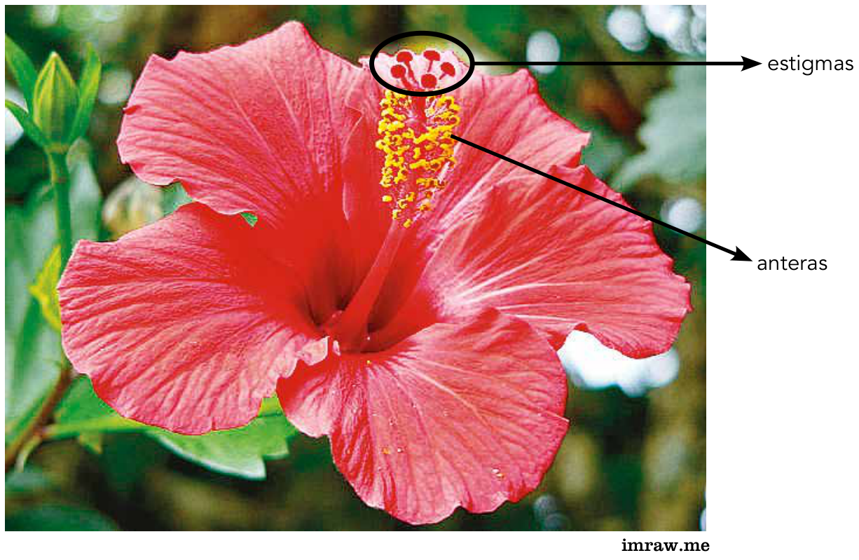 Fotografia de uma flor vermelha de hibisco exibindo suas estruturas reprodutivas. Na porção superior da coluna estaminal, os estigmas avermelhados estão circundados e indicados por uma seta com a legenda "estigmas"; mais abaixo, as anteras amarelas são indicadas por outra seta com a legenda "anteras".
