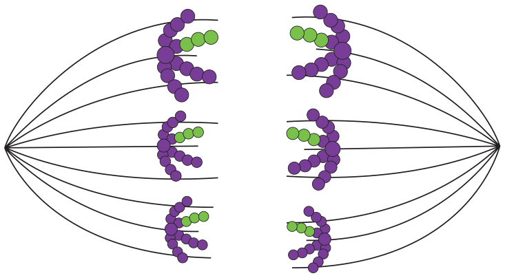 Esquema de uma célula em divisão com fibras do fuso ligadas a cromossomos duplicados com recombinação genética migrando para polos opostos (três para cada polo)