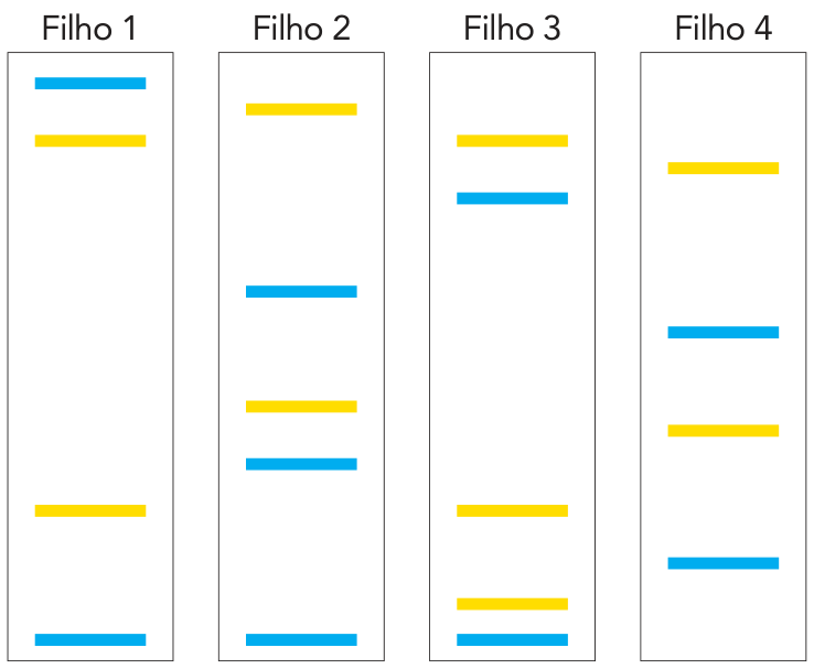 Gel de eletroforese com bandas azuis e amarelas dos quatro filhos: Filho 1, Filho 2, Filho 3 e Filho 4