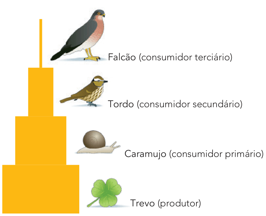 Pirâmide ecológica representando os níveis tróficos de uma cadeia alimentar com barras de larguras decrescentes: na base, o trevo (produtor), seguido pelo caramujo (consumidor primário), pelo tordo (consumidor secundário) e, no topo, uma barra bastante estreita indicando o falcão (consumidor terciário).